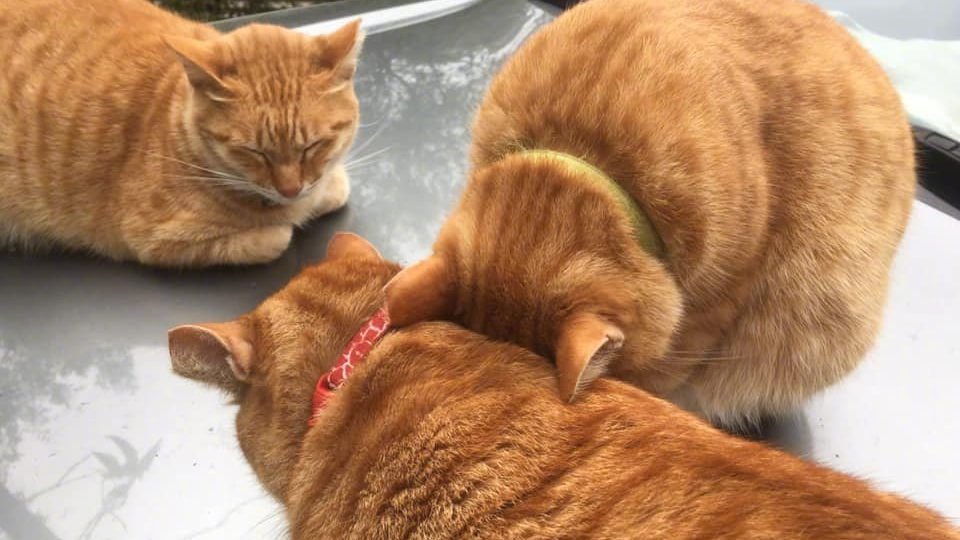 捡到三只超能吃的橘猫是怎样的体验?(三)